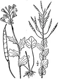 1913 botanical illustration