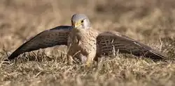 Eurasian kestrel, Inghiaie, Trentino