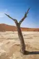 An acacia in Dead Vlei