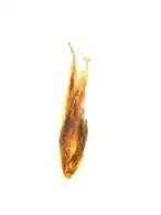 Spikelet