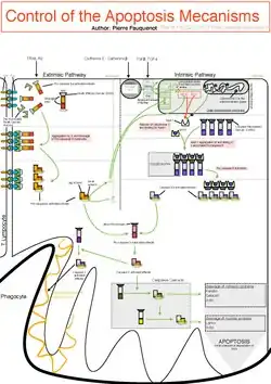 Control Of The Apoptotic Mechanisms