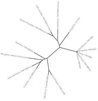 An evolutionary tree between various species that have homologs of Fam188a.