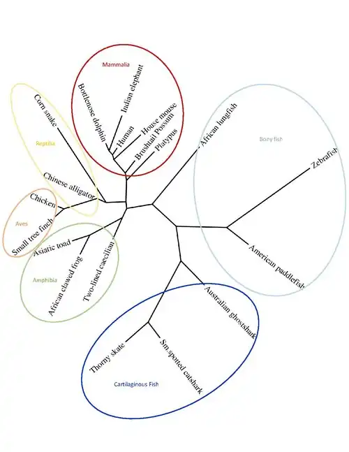 Phylogenetic tree of the C13orf42 protein