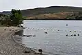 Geese on lake with barren hill in background