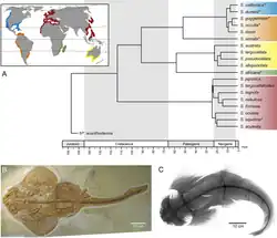 From the article, Evolutionary trends of the conserved neurocranium shape in angel sharks (Squatiniformes, Elasmobranchii), Figure 1. López-Romero, F.A., Stumpf, S., Pfaff, C. et al. Evolutionary trends of the conserved neurocranium shape in angel sharks (Squatiniformes, Elasmobranchii). Sci Rep 10, 12582 (2020). https://doi.org/10.1038/s41598-020-69525-7