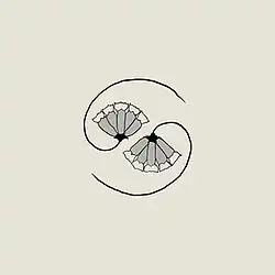 A drawing of two flowers arranged in a taijitu pattern.