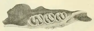 Jaw bone with three worn molars