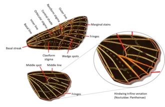 Labeled diagram