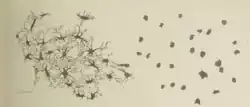 Two black and white diagrams that describe Lister's experiment on the anatomy and physiology of the cutaneous pigmentary system of the frog
