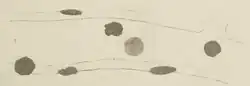 Diagram showing the melanophore cells on the wall of a large artery and are disc-shaped.