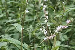 Persicaria minor