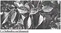 'Klemmer' foliage, Kew, before 1976