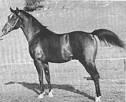 Black-and-white photo of Witez II taken in California some time after his purchase by Earl Hurlbutt.