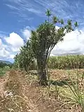 Bois de chandelle marquant les limites de propriétés dans des champs de canne à sucre à la Réunion.