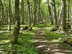 Forêt de lengas (Nothofagus pumilio), communément appelés en français hêtres de la Terre de Feu.