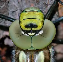 Aeshna cyanea (Libellulidae) : gros plan sur la tête