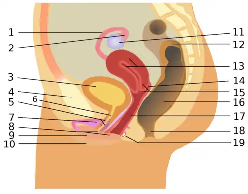 Appareil génital féminin : 1. Trompes de Fallope 2. Fimbria 3. Vessie 4. Symphyse pubienne (os pubien) 5. Glande de Skene 6. Urètre 7. Clitoris avec bulbe du vestibule 8. Vestibule vulvaire 9. Petite lèvre 10. Grande lèvre 11. Ovaire 12. Côlon sigmoïde 13. Utérus 14. Cul-de-sac vaginal (fornix) 15. Col de l’utérus (cervix) 16. Rectum 17. Vagin 18. Anus 19. Glande de Bartholin.