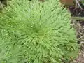 Selaginella pilifera (Selaginellaceae)