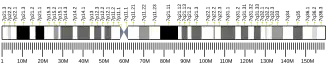 Chromosome 7 humain