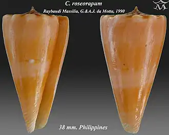 Description de l'image Conus roseorapum 1.jpg.