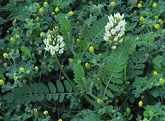 Description de l'image Astragalus cicer RF.jpg.