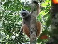 Propithèque à diadème dans le parc national d'Andasibe-Mantadia.