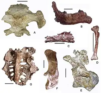 Description de l'image Campanian-Maastrichtian French representative fauna.jpg.