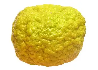 Description de l'image Frutto pompia.jpg.