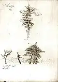 Caspar David Friedrich : Étude de feuilles de vigne et de hêtres (Studie von Weinlaub und Buchen), 1809