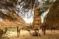 chameaux, ennedi .