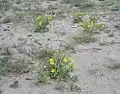 Pavot jaune des sables
