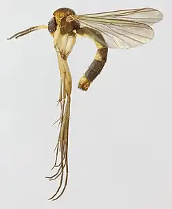 Allodia zaitzevi.