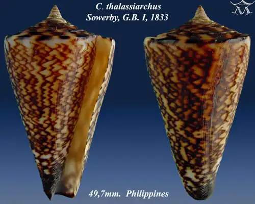 Conus thalassiarchus Sowerby, G.B. I, 1833