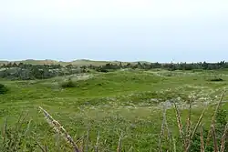 Une prairie devant une forêt rabougrie avec des dunes en arrière fond.