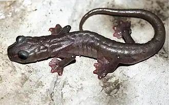 Description de l'image Chiropterotriton magnipes.jpg.