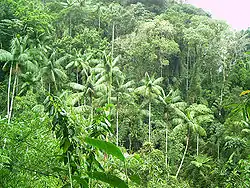 Aperçu sur la forêt