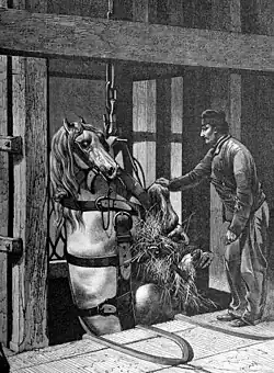 Gravure d'un cheval suspendu à la verticale, de la paille entre les jambes.