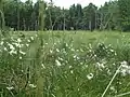 Linaigrettes dans une tourbière à Hetendorf