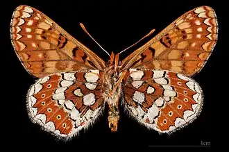 Euphydryas aurinia beckeri ♂ △MHNT