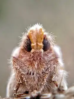 Euthrix potatoria (Linnaeus, 1758) mâle