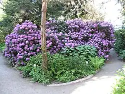 Rhododendrons.