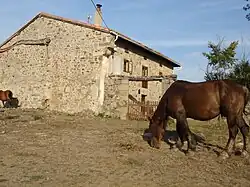 Photo d'un cheval massif en train de brouter l'herbe rare et raze devant une maison en pierre.