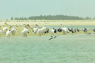 oiseaux (ile des oiseaux) du parc