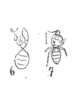 Formica tripartita male éch R556 & femelle R535.