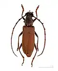Jupoata rufipennis - Muséum de Toulouse
