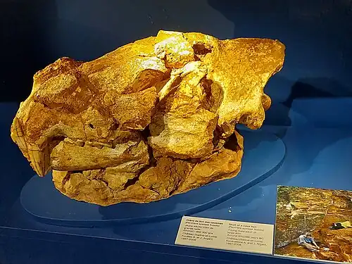 Crane de lion des cavernes dans le musée préhistorique de Solutré