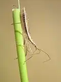 Nabis lineatus.