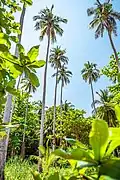 Cocotiers...