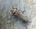 Hesperophanes sericeus (Fabricius, 1787)