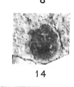 Cydnus brevicrassus Förster 1937 N. Théobald éch.R901 x1 p. 250 Pl. III Insectes du Sannoisien de Kleinkembs.